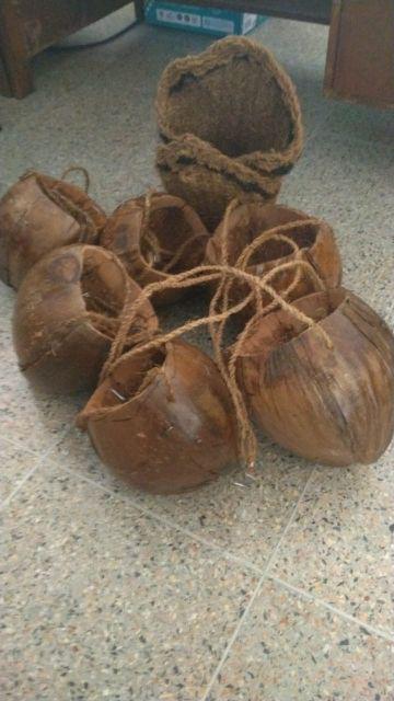 Pot tempel pot dinding pot sabut kelapa pot anggrek Pot tempel pot dinding pot sabut kelapa pot anggrek