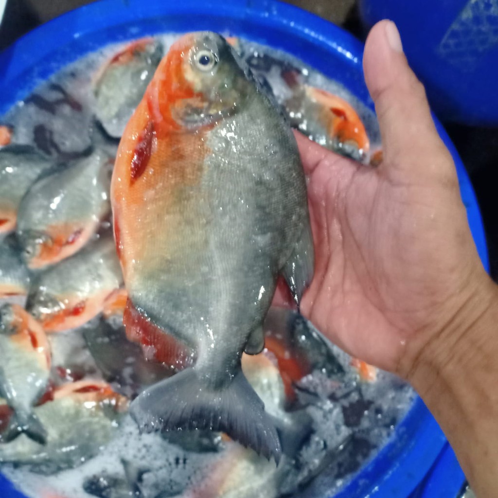 

Ikan Bawal Tawar Segar 1 Kg