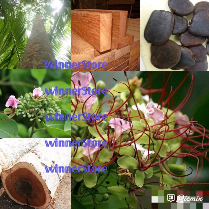 Bibit Benih Pohon Merbau (1 Butir)