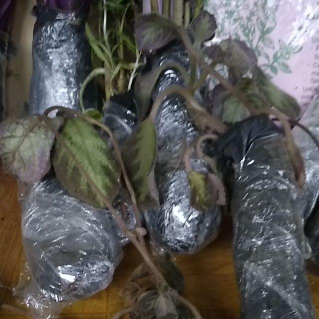 Tanaman Hias Gantung Episcia Merah / Episia Bludru Merah