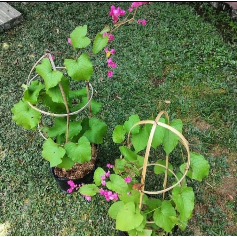 Bibit tanaman bunga air mata pengantin/Bunga AMP