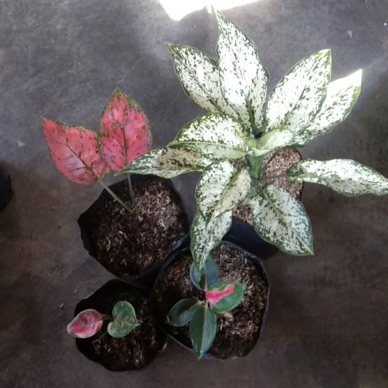 baby aglonema big aple 2 dan suksom . snow white