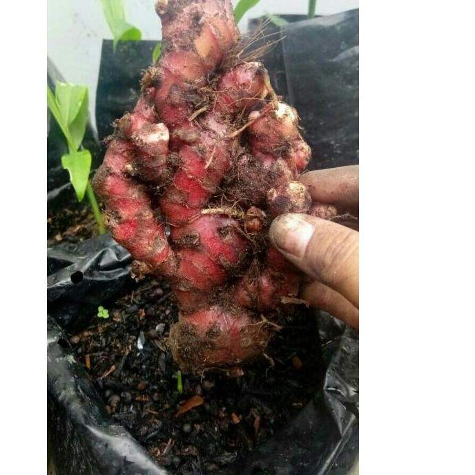 

✔️FLA⚡H⚡ALE✔️ Jahe merah 1kg harga bersaing