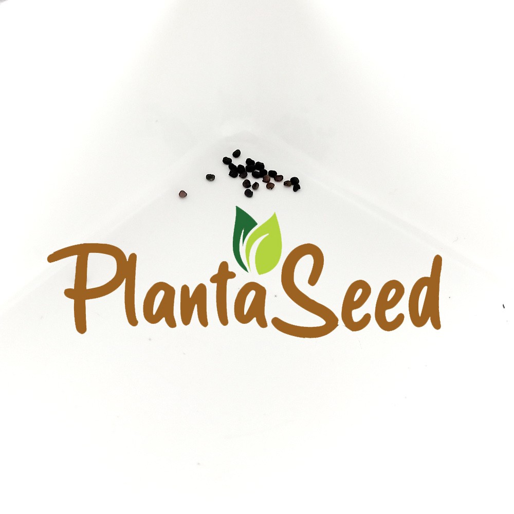 PlantaSeed - 20 Seeds - Gypsophila Benih Bibit Biji Bunga - PAS0200