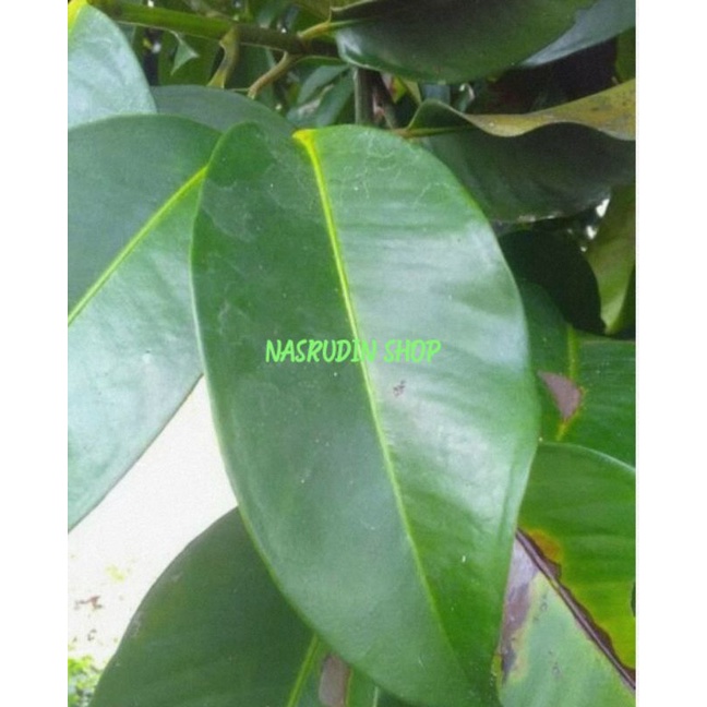 

DAUN MANGGIS SEGAR 1KG LANGSUNG PETIK