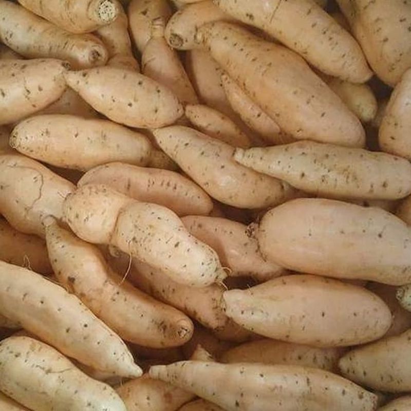 

UBI MADU CILEMBU FRESH 1KG/UBI MADU MANIS FRESH 1KG