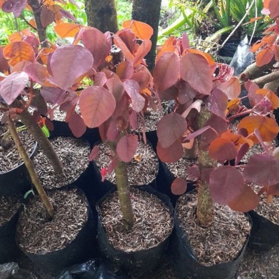 DIARY PETANI - Bibit Tanaman Bonsai Carribean Copper