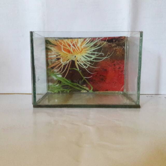 Aquarium ikan cupang menarik landscape kecil