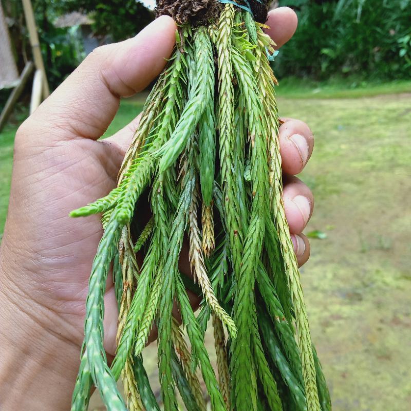 Tanaman Hias Kumpay Rumbay