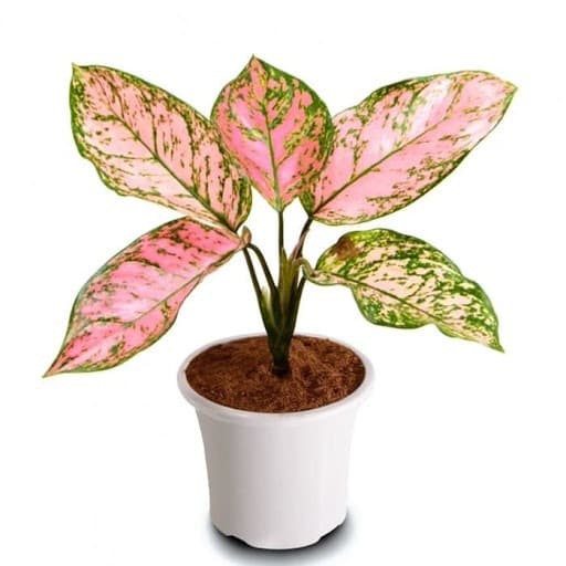 Tanaman Hias Aglonema Lady Valentine - Aglaonema Lady Valentine