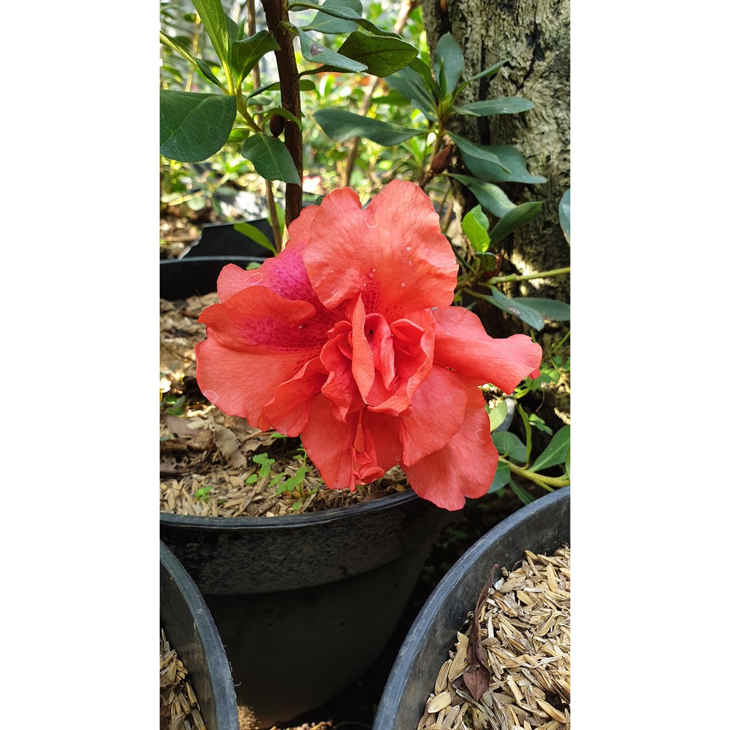 Bunga Azalea - Rhododendron - Rhodies - Tanaman Hias