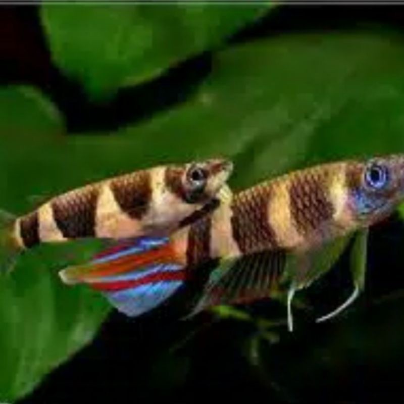 roket anullatus / ikan hias / aquasqape