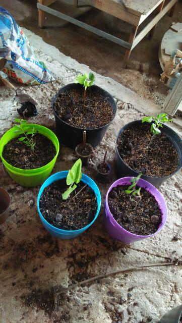 Promo 3 Bibit Buah Tin Green Y, Purple Y, Brown Turky