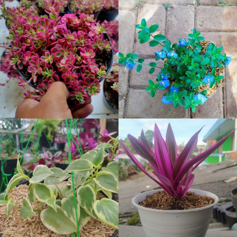 PAKET HEMAT 4 TANAMAN HIAS GANTUNG |COD| PORTULAKA PINK, BLUE EYES, ADAM HAWA, &amp; PEPEROMIA TEPLAN