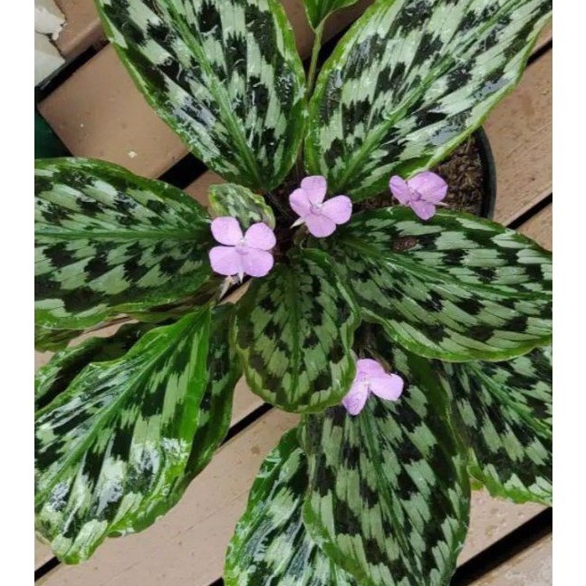 Bunga Kalatea Calathea Sayap Elang Kaempferia Cantik Murah Berkualitas