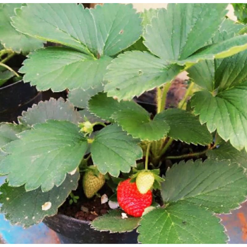 TANAMAN STRAWBERRY CALIFORNIA |COD| BUAH STRAWBERRY PROMO