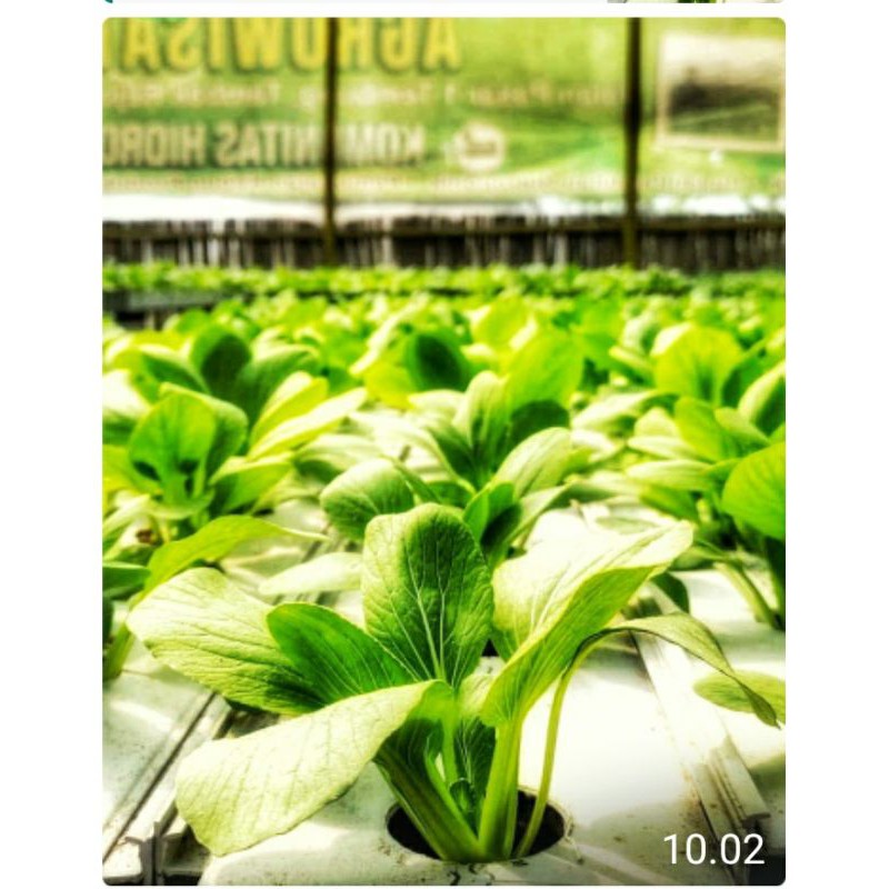 

sayur Pakcoy Hidroponik