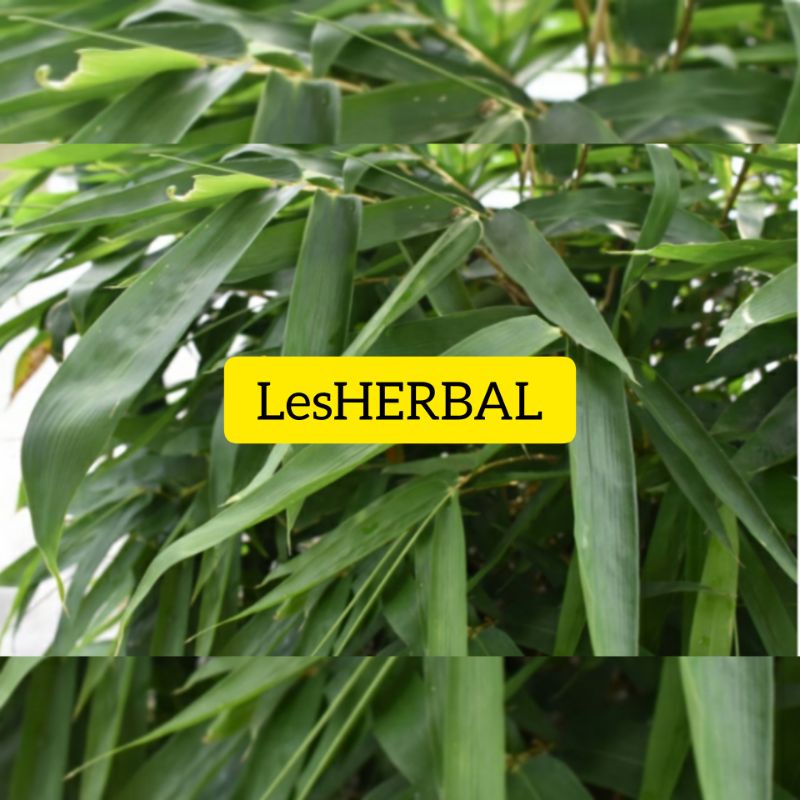 

jual daun bambu pembungkus bacang per 50 lembar