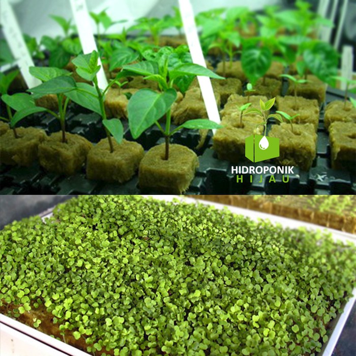 

Dijual Rockwool Hidroponik Siap Pakai merk Cultilene Murah