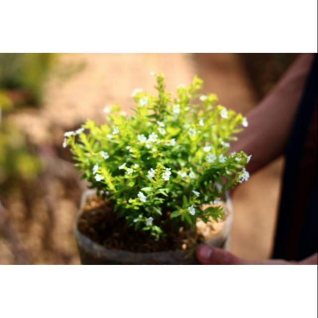 Bunga taiwan, bunga hias, tanaman hias, bibit benih, bibit bunga,