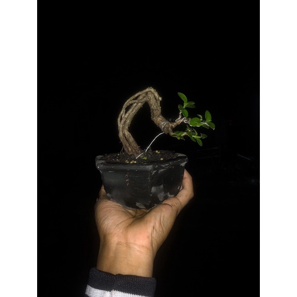 Bonsai Sancang Mame