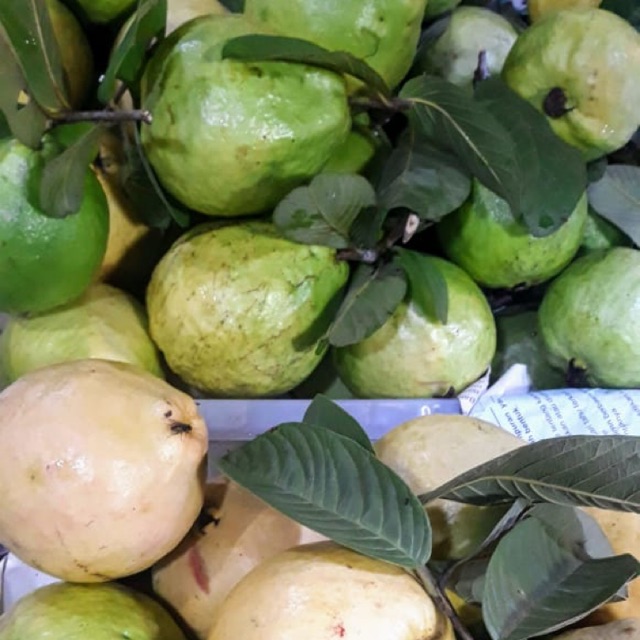 

Jambu merah atau jambu klutuk per kilo