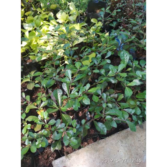tanaman ketapang kencana / pohon ketapang kencana