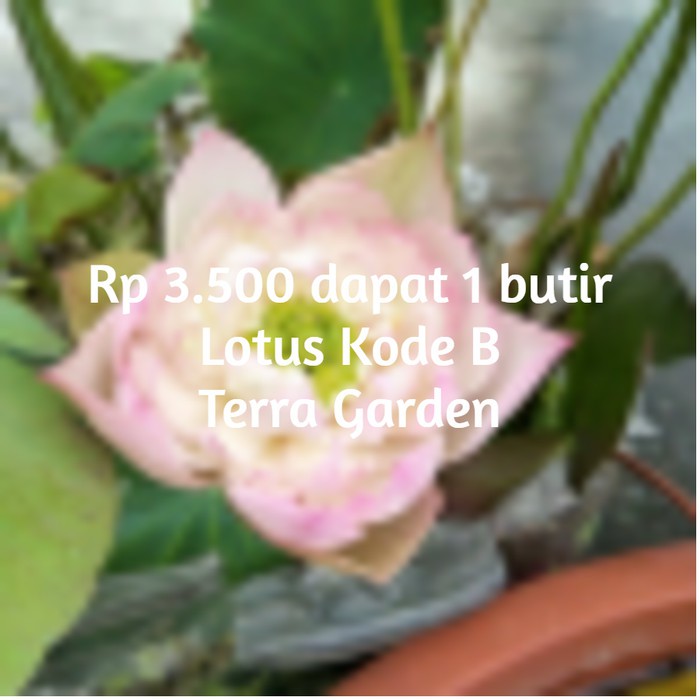 Jual Benih Biji Lotus Kode B Seroja Nelumbo Seeds Ecer | Shopee Indonesia