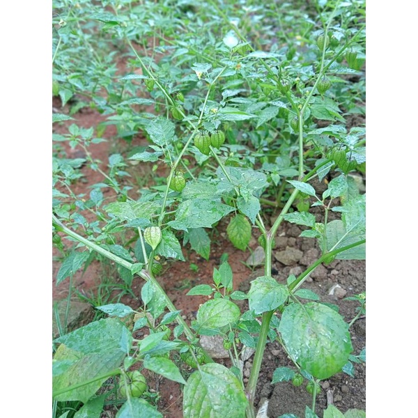 

Daun dan batang ceplukan / cecenet 200gr