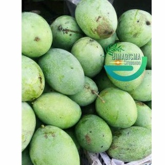 

mangga arum manis khas situbondo 1kg
