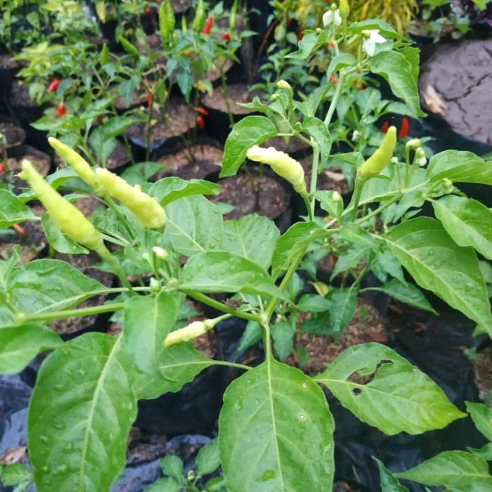 READY BIBIT TANAMAN BUAH CABAI/ CABE SETAN/ CABE JABLAY @