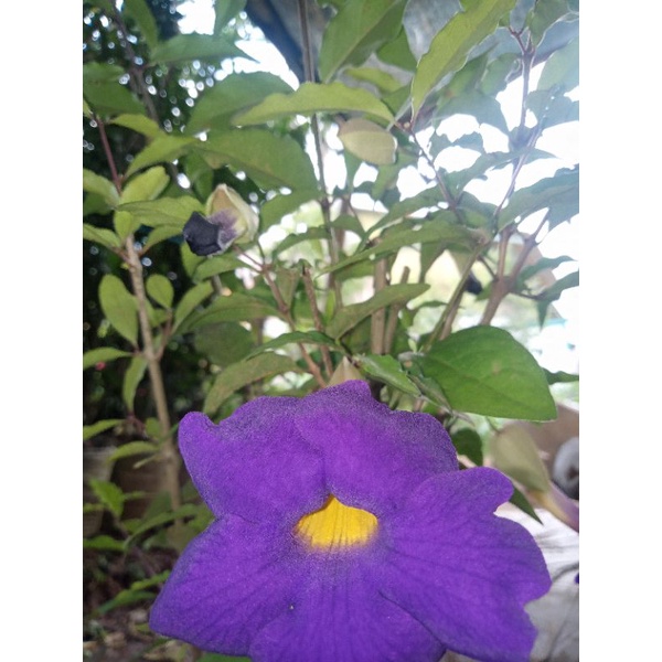 TANAMAN HIAS VIOLET / AFRICAN VIOLET