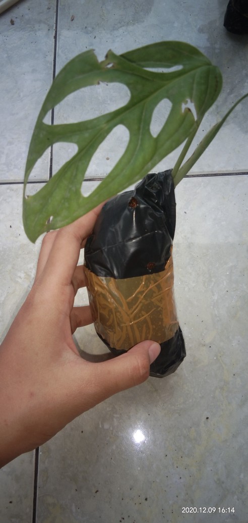 Janda Bolong Tanaman Hias Janda Bolong Bibit Monstera Obliqua Janda Bolong Murah