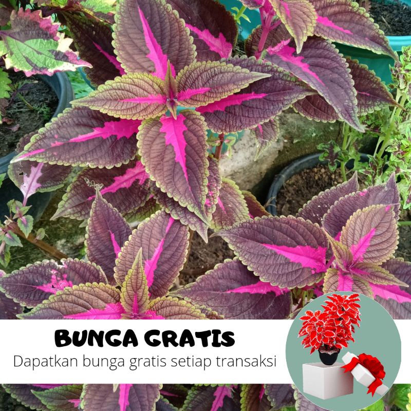 BUNGA MIANA / MIANA STEK / MIANA HIDUP / BUNGA HIDUP / MIANA MURAH / MIANA PREMIUM / BIBIT MIANA