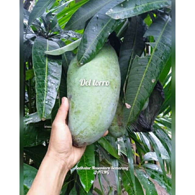 BIBIT MANGGA RAKSASA MAHATIR ASLI