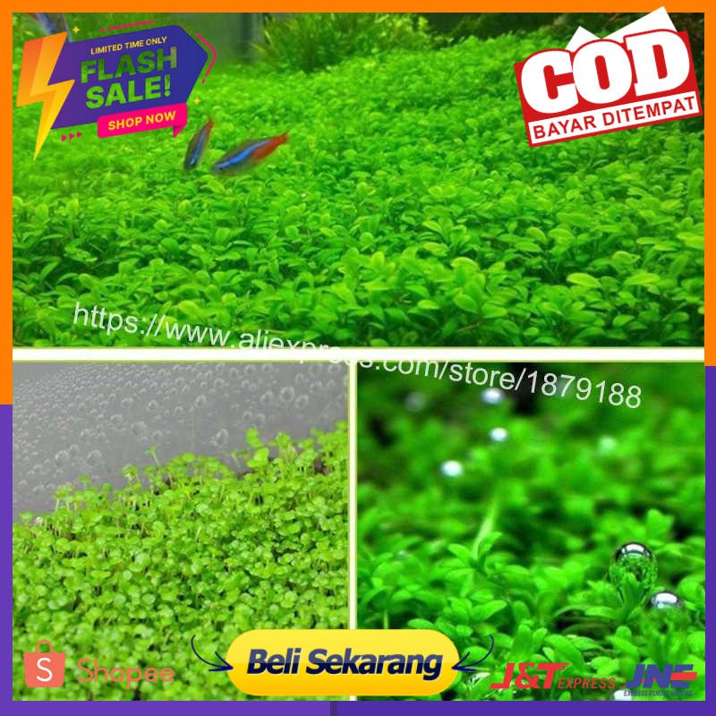 Bibit Rumput Air Dekorasi Aquarium Landscape Ornament - H0027