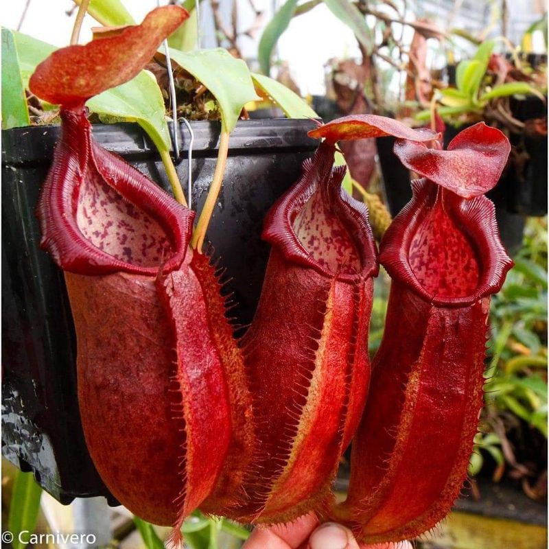 Biji Benih Seed Tanaman Karnivora Tanaman Pemakan Serangga Nepenthes Adrianii Red