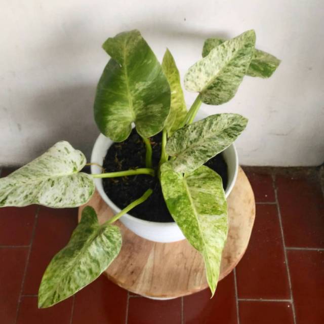 Philodendron marble varigata