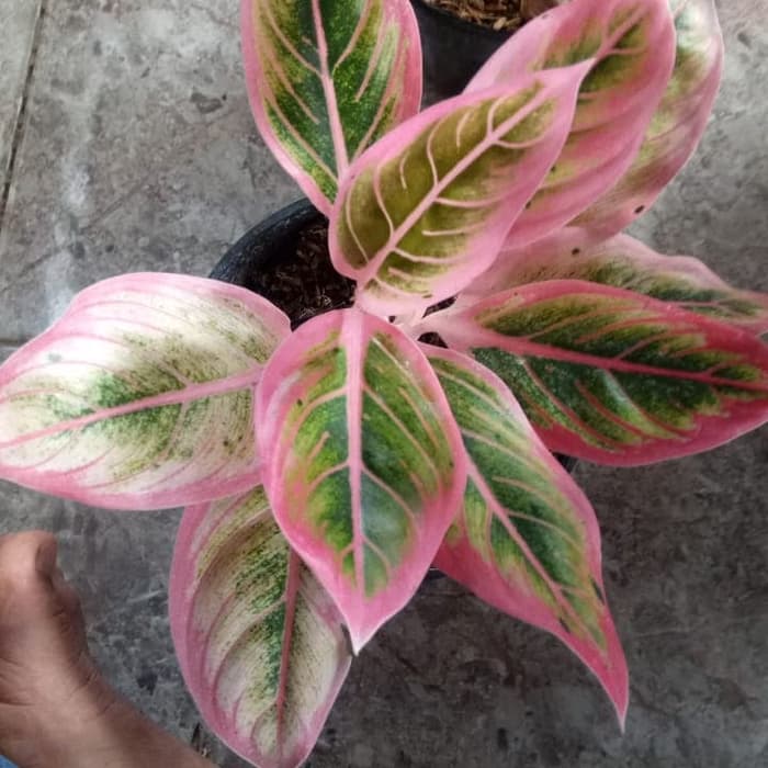 tanaman hias aglonema lotus dellight _aglonema lotus