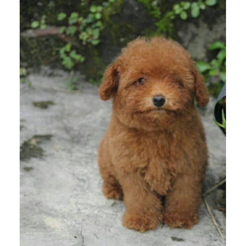 Boneka Tiny Red Toy Poodle