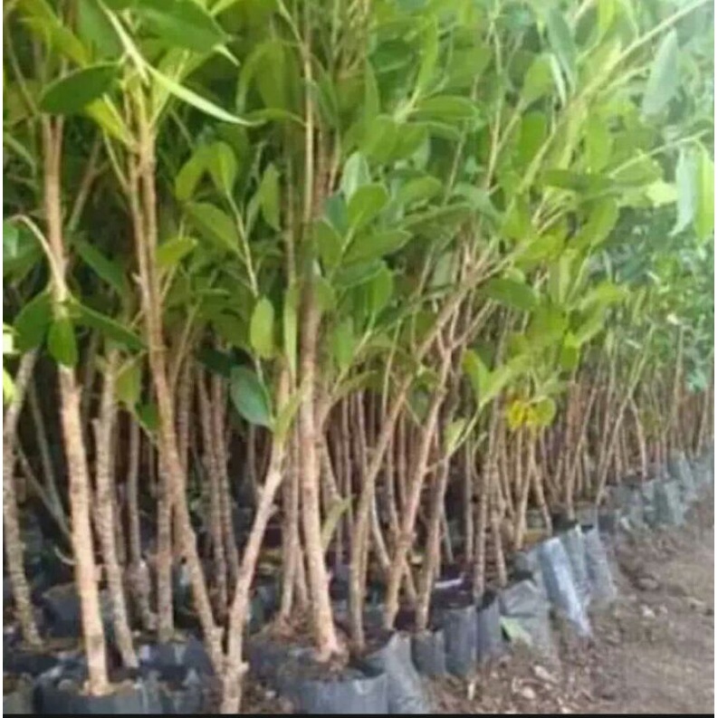 Bonsai bibit beringin kimeng hasil dari cangkok