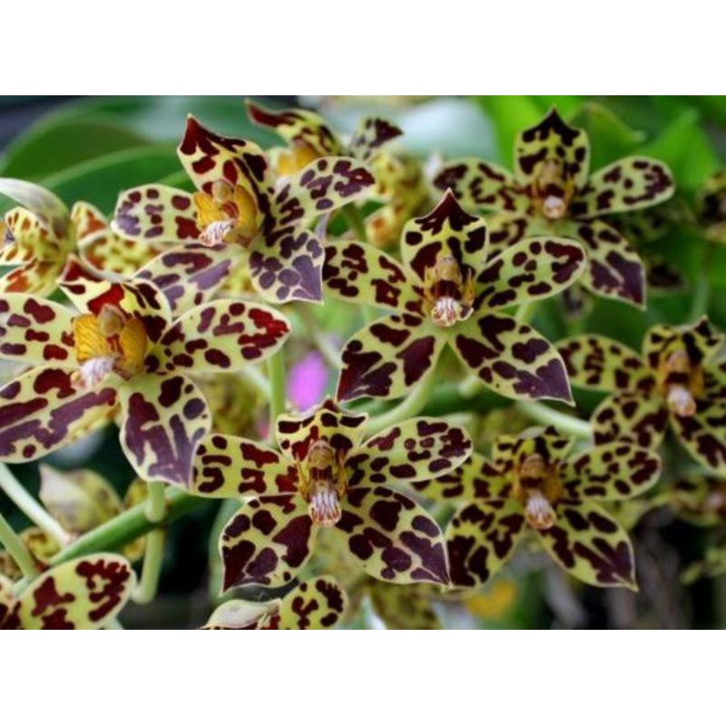 Grammatophyllum measuresianum SPIKE