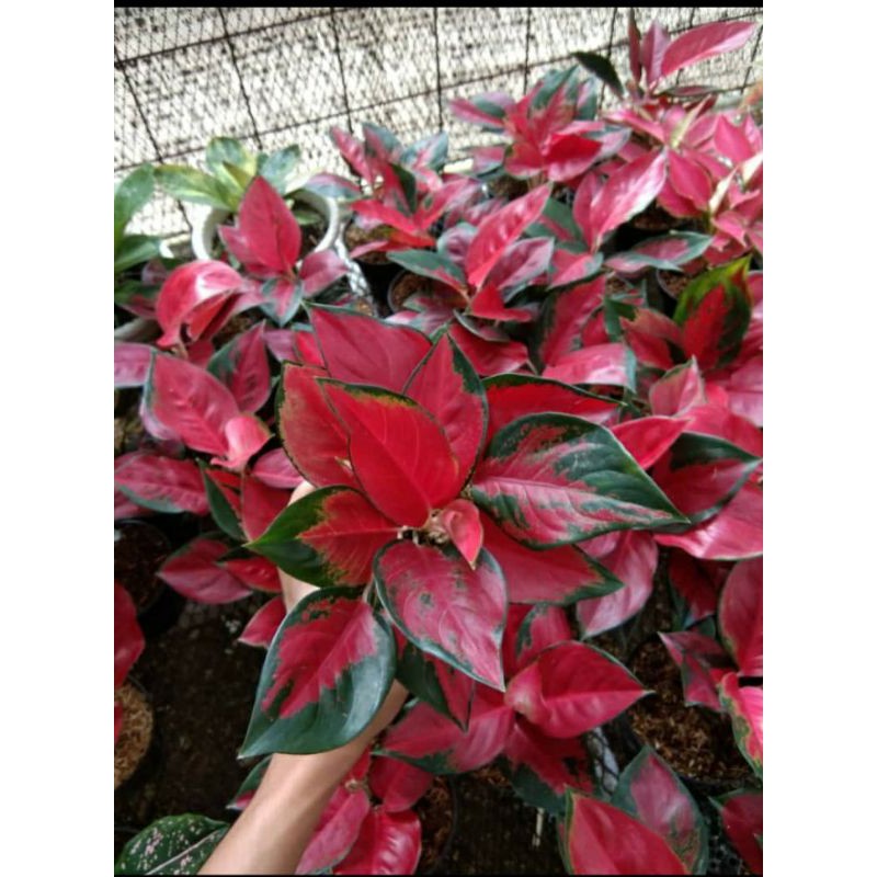 Jual aglaonema suksom jaipong ss grouping 2 | Shopee Indonesia