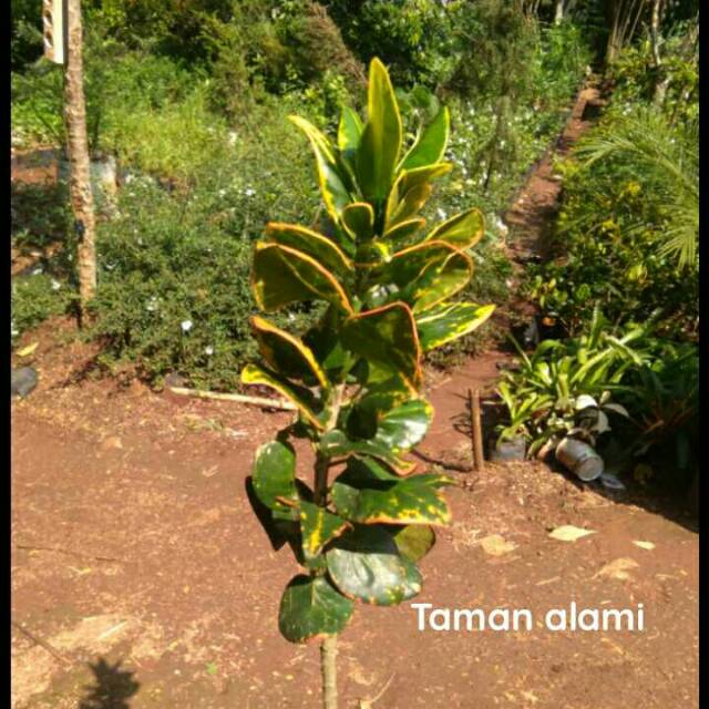 Tanaman hias puring koin - pohon puring koin