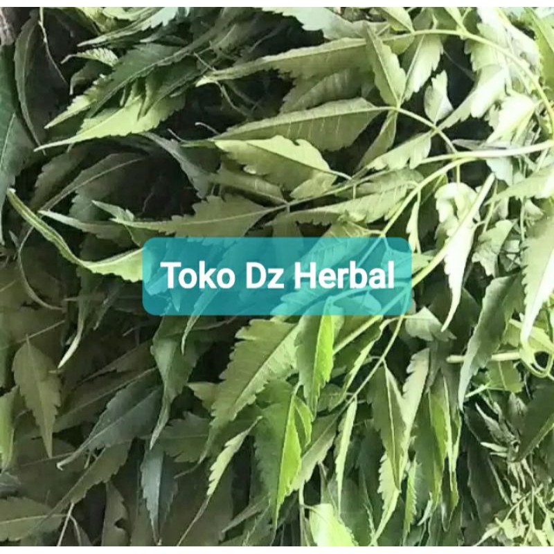 

Daun mindi segar petik langsung fresh-az