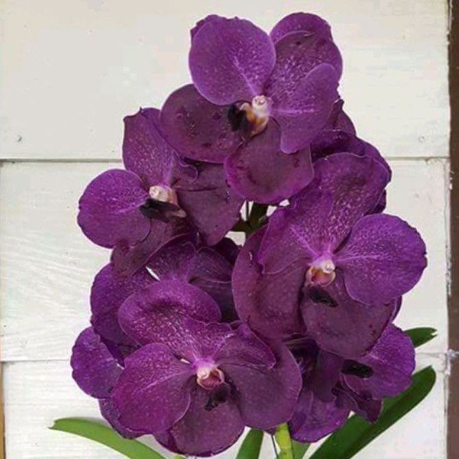 Anggrek Vanda Gradasi Ungu Dewasa bunga Besar