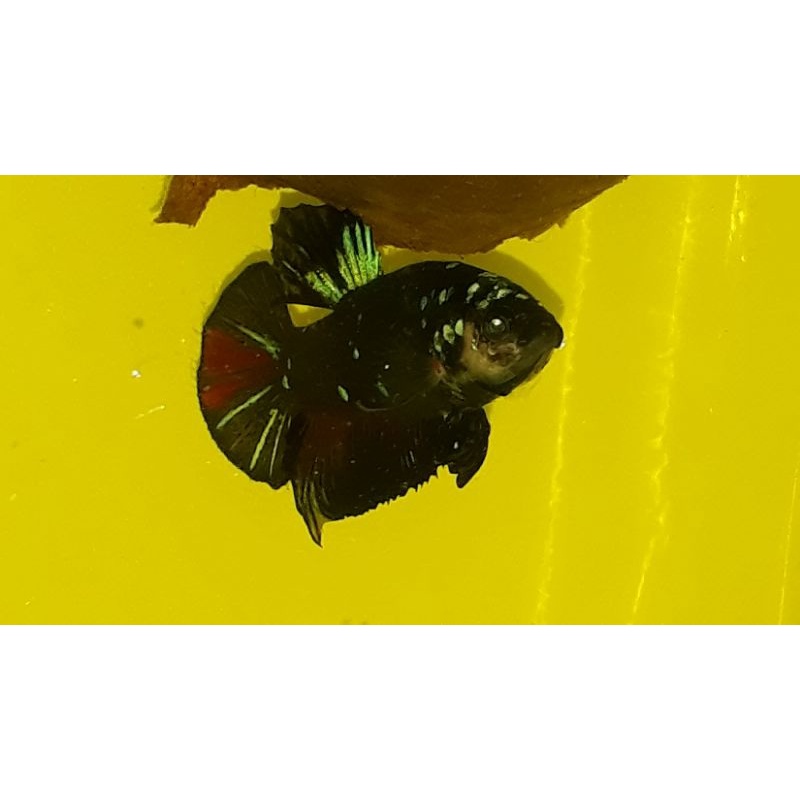 ikan cupang avatar gordon jantan sesuai gambar dan vidio