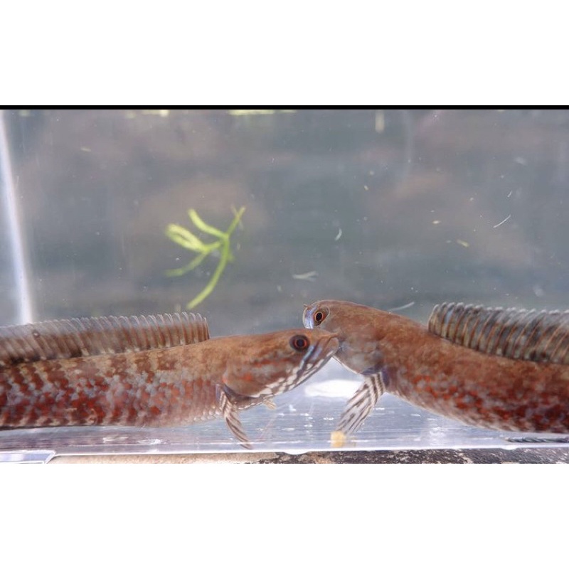 Channa Andrao ( Mix Size 6-8 cm  )