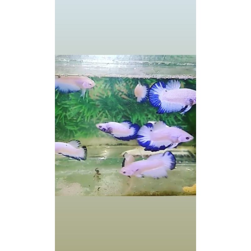 

ikan cupang blue rim