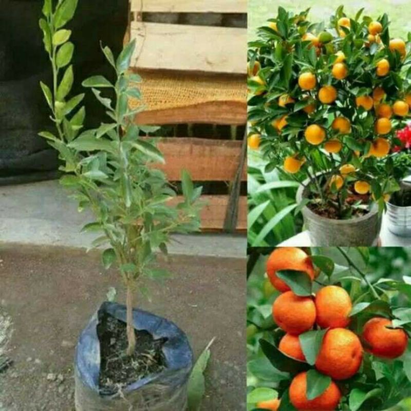 Bibit jeruk santang madu super